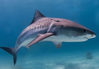 Tiger Shark | sea animal